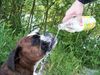 Boxer Foto: Na , dann Prost ! (ID 32254) Boxer Hund