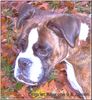 Boxer Foto: Doro im Alter von 9,6 Jahren (ID 35748) Boxer Hund