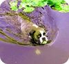 Boxer Foto: Doro beim Schwimmen (ID 33505) Boxer Hund