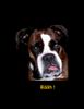 Boxer Foto: Bääh! (ID 32217) Boxer Hund