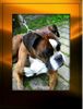 Boxer Foto: Doro (ID 35312) Boxer Hund