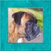 Boxer Foto: Eddy (ID 44344) Boxer Hund