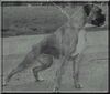Boxer Foto: Edda v. Triumphator (ID 36645) Boxer Hund
