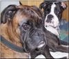 Boxer Foto: Elli (ID 44682) Boxer Hund