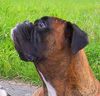 Boxer Foto: Edddy (ID 44691) Boxer Hund