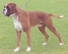 Boxer Foto: Edgar (ID 43287) Boxer Hund