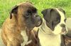 Boxer Foto: Eddy und Elly (ID 44692) Boxer Hund