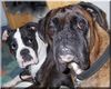 Boxer Foto: Elli (ID 44683) Boxer Hund