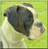 Boxer Foto: Elli (ID 44677) Boxer Hund