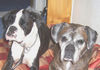 Boxer Foto: Elli und Maxi (ID 44678) Boxer Hund