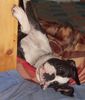 Boxer Foto: Elli (ID 44681) Boxer Hund