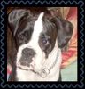 Boxer Foto: Elli (ID 44679) Boxer Hund