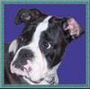 Boxer Foto: Elli (ID 44684) Boxer Hund