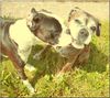 Boxer Foto: Elli (ID 44680) Boxer Hund