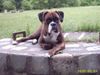 Boxer Hund