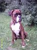 Boxer Hund