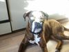 Boxer Foto: Viel Spaß beim schlechten bewerten! (ID 18104) Boxer Hund