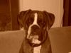 Boxer Foto: Else (ID 17977) Boxer Hund