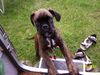 Boxer Foto: Ist der nicht süüüß (ID 12201) Boxer Hund