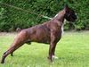 Boxer Hund