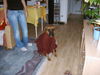 Boxer Foto: gini nach´n baden (ID 37230) Boxer Hund
