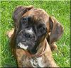 Boxer Foto: Na ?? (ID 42693) Boxer Hund