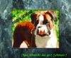 Boxer Foto: Man, schmeckt das gut ! Schmatz! (ID 31614) Boxer Hund