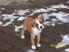 Boxer Hund