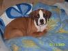 Boxer Hund