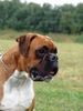 Boxer Foto: Gines Bretorri (ID 40573) Boxer Hund