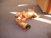 Boxer Foto: Gini (ID 36585) Boxer Hund