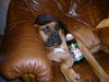 Boxer Foto: Gini (ID 36584) Boxer Hund
