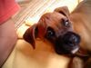 Boxer Hund