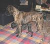 Boxer Foto: Coco und Tina (ID 33594) Boxer Hund
