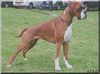 Boxer Foto: Estrella (ID 38468) Boxer Hund
