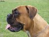 Boxer Foto: Hatty Bretorri (ID 40574) Boxer Hund