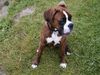Boxer Foto: Eyk am 10.07.04 (ID 12743) Boxer Hund