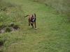 Boxer Foto: Eyk, der kleine Wirbelwind (ID 12745) Boxer Hund