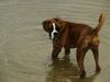 Boxer Hund