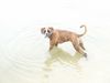 Boxer Hund