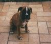Boxer Hund