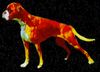 Boxer Hund