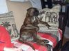 Boxer Foto: Hauptsache ich liege bequem... (ID 36580) Boxer Hund