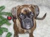 Boxer Foto: Inka - Weihnachten 2006 (ID 36041) Boxer Hund