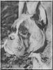 Boxer Foto: Janka v. Musketier (ID 36646) Boxer Hund