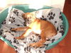 Boxer Foto: gemütlich für den kleinen Hugo!! (ID 28427) Boxer Hund