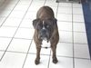 Boxer Hund