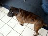 Boxer Hund