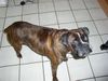 Boxer Hund