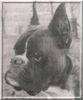 Boxer Foto: Jobis (ID 34562) Boxer Hund